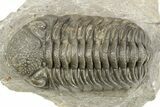 Detailed Morocops Trilobite - Large Specimen #273417-1